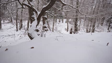 Schneebedeckter-Waldboden-Mit-Kahlen-Bäumen-In-Einer-Ruhigen-Winterlandschaft,-Leichter-Schneefall,-Ruhig-Und-Heiter