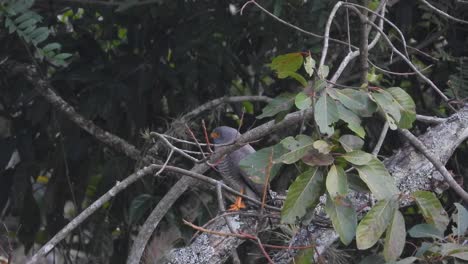 Yucatan-Papagei-Thront-In-Einem-Dichten-Grünen-Wald,-Lebendige-Tierwelt