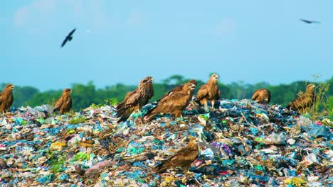 Adlervögel-Auf-Müllhaufen-Auf-Mülldeponie
