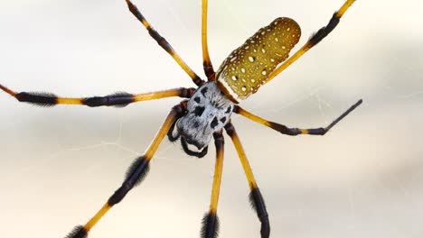 Static-macro-video-of-a-Golden-Silk-Orb-Weaver-spider-Trichonephila-clavipes.