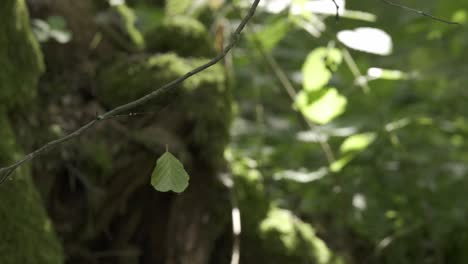 green-leaf-hanging-on-spiders-web-light-sunlight-static