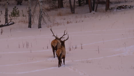 Alce-Toro-Montañas-Rocosas-Denver-Colorado-Parque-Nacional-De-Yellowstone-Montana-Wyoming-Idaho-Fauna-Silvestre-Animal-Cornamenta-Manada-Puesta-De-Sol-Invierno-Nieve-Sendero-Bosque-Prado-Fuera-De-Campo-Cazador-De-Dólares-Pan-Seguir