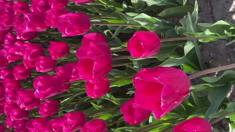 A-vertical-shot-of-rows-of-magenta-tulips