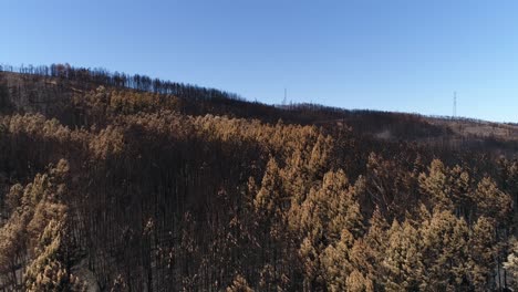 Damaged-forest-after-fire-Aerial-View