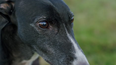 Greyhound-pet-animal-closeup