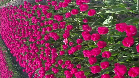 Nahaufnahme-Von-Lila-Tulpen,-Die-Auf-Den-Feldern-Blühen