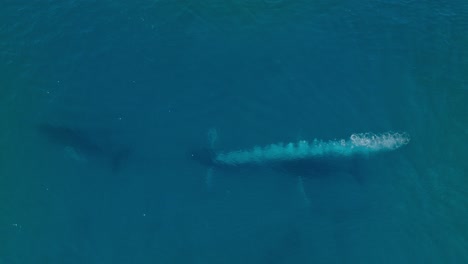 Medium-aerial-birdseye-shot-of-three-humpback-whales-swimming-together,-one-whale-blowing-a-stream-of-bubbles-for-its-companion-before-they-both-surface-to-blow