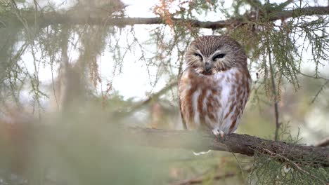 A-northern-saw-whet-owl-with-its-eyes-closed-tightly-sleeping-on-a-branch-during-the-day