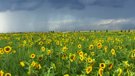 Sunflower-field-farm-thunderstorm-rain-on-Rocky-Mountain-front-range-plains-horizon-sunny-blue-sky-picturesque-Denver-International-airport-North-American-USA-Colorado-Kansas-Nebraska-pan-left