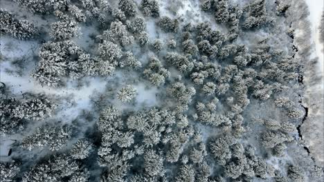 Spiral-descending-shot-overhead-a-snowy-forest-in-the-countryside-of-Utah