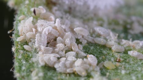 Large-Piles-of-Aphids-and-Mealybugs-Infestation-on-Leaf