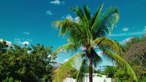 Üppige-Kokospalme-Ragt-Stolz-Vor-Dem-Blauen-Himmel-Von-Miami