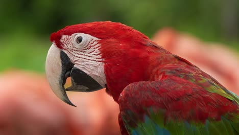 Happy-red-and-green-macaw-,-tongue-clicking-and-seeking-for-attention,-close-up-shot-capturing-the-head-details-of-the-species,-bird-commonly-capture-for-illegal-parrot-trade