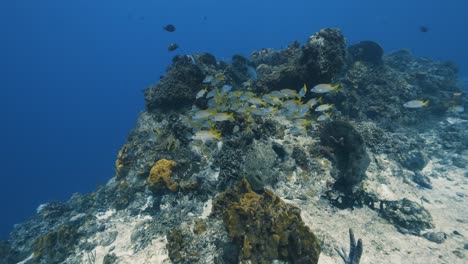 Cozumel.Reef-and-fish.-Mexico.-Underwater-world