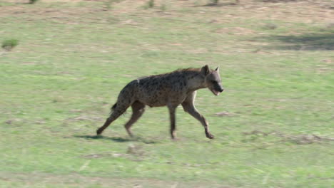 African-Wild-Dog-Running-In-The-Savannah