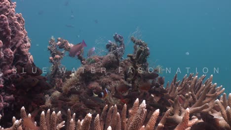 Anemonefish-fish-swimming-in-sea-anemone-surrounded-by-staghorn-corals-with-blue-ocean-in-the-background
