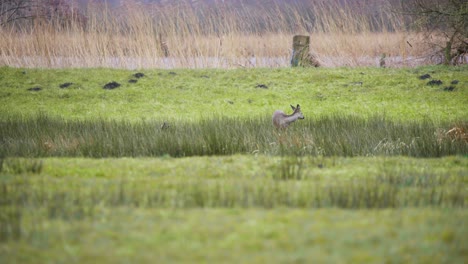 Roe-deer-doe-grazing-in-long-wetland-grass-on-windy-river-shore