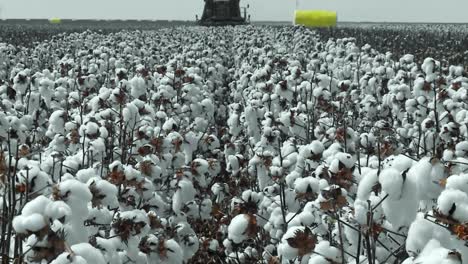 Cotton-field,-fluffy-appearance,-reminiscent-of-freshly-fallen-snow