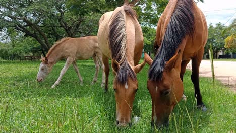 Beautiful-young-foal-grazing-with-parent-horses-on-fresh-natural-green-lawn-in-countryside