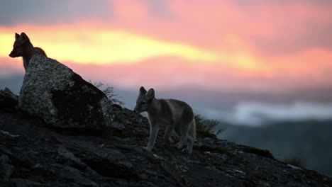 Arctic-fox-pup-run-towards-family-in-front-of-stunning-sunset,-slow-motion