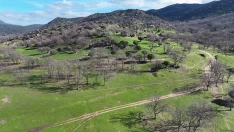 Flight-over-a-forest-in-a-mountainous-area-full-of-bare-trees-with-leaves-with-green-grass-meadows-and-some-granite-formations-in-a-winter-scenario-with-blue-sky-with-some-white-clouds-in-Avila-Spain