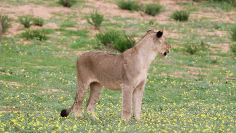 Hunting-Lioness-Walking-On-Grassland-With-Tiny-Yellow-Wildflowers-In-Southern-Africa