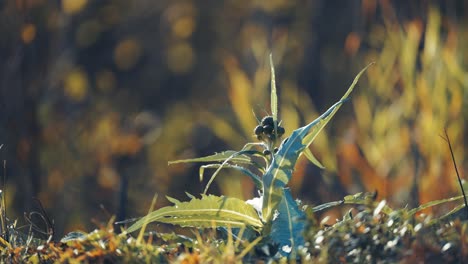 Distelblütenknospen-Und-Stachelige-Blätter-Umgeben-Von-Verwelktem-Herbstgras