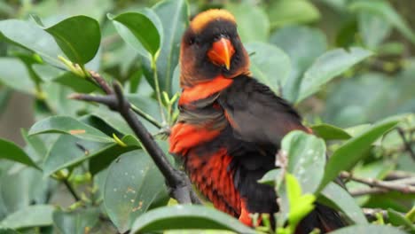 Happy-dusky-lory,-pseudeos-fuscata-perched-on-tree-branch,-raising-the-wing,-fluff-up-the-feathers,-head-bobbing,-and-calling-amidst-in-the-forest-environment,-close-up-shot