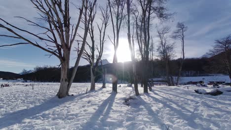 Frosty-Forest-At-Ushuaia-In-End-Of-The-World-Argentina