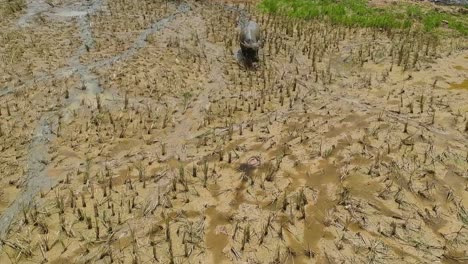 Antena-De-Búfalo-De-Agua-Fangosa-Caminando-Por-El-Barro-En-Un-Campo-De-Arroz-En-Asia