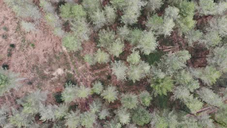 Toma-Aérea-Hacia-Abajo-Que-Desciende-Sobre-Un-Dosel-Forestal-En-Woodbury-Common-Exmouth-Devon,-Inglaterra