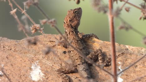 Lagarto-En-Roca-Esperando-Cazar-