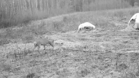 Nachtsicht-Wildkamera-Zur-Beobachtung-Von-Rehen-Bei-Der-Nächtlichen-Nahrungsaufnahme