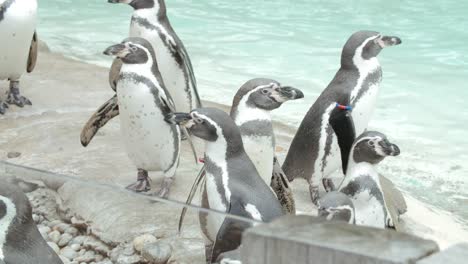 Grupo-De-Pingüinos-Parados-Sobre-Rocas-Cerca-Del-Borde-De-Su-Recinto-En-El-Zoológico