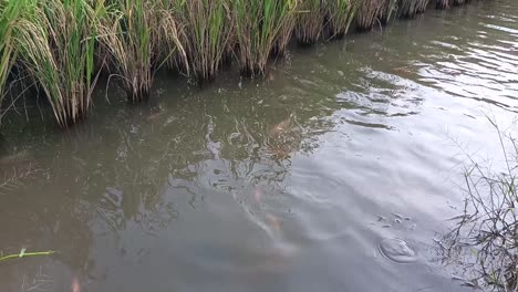 Fish-in-slow-motion-swimm-at-paddy-field