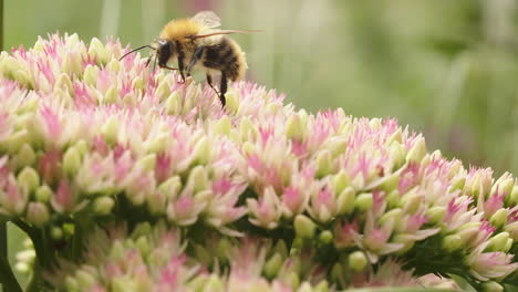 Bee-looking-for-nectar-on-stonecrop-flower-on-sunny-day-in-summer-in-park-garden