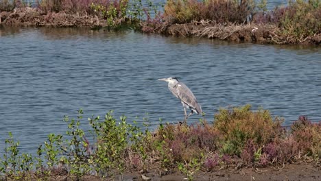 Die-Kamera-Zoomt-Heraus,-Während-Dieser-Vogel-An-Einem-Heißen-Sommertag-Auf-Seinem-Linken-Bein-Steht,-Graureiher-Ardea-Cinerea,-Thailand