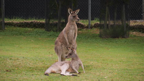 A-pair-of-red-kangaroos---one-standing-and-one-lying-down-in-a-field