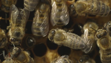 Macro-shot-of-bees-in-a-hive