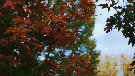 Ahornbäume-Herbstblätter