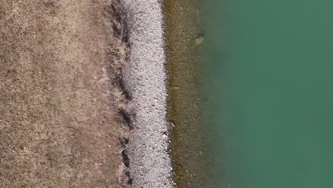 Top-down-drone-shot-of-water-edge-and-shore-with-bird-flyover