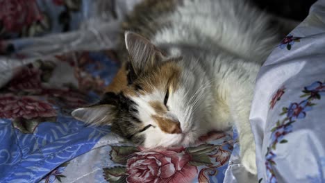 Cute-friendly-calico-kitty-adult-female-sleeping-on-the-couch