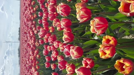 Tulipanes-Rojos-Y-Amarillos-Bajo-El-Sol