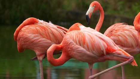 Amerikanischer-Flamingo,-Phoenicopterus-Ruber,-Steht-Mit-Einem-Fuß-Im-Flachen-Wasser,-Ruht-Und-Schläft,-Wobei-Sein-Schnabel-Unter-Das-Gefieder-Gesteckt-Ist,-Nahaufnahme