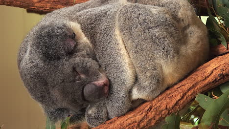 Vertical-close-up-of-Koala-asleep-in-tree,-Brisbane,-Australia-animal-sanctuary