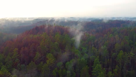 Misty-forest-at-dawn-with-sunlight-piercing-through-trees,-aerial-view