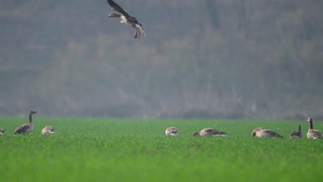 Greylag-goose-landing-in-flock-of-Geese-in-Wheat-field