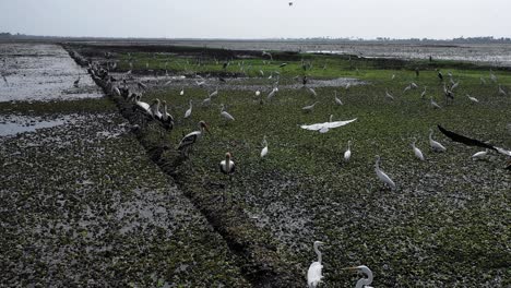 Luftaufnahme-Einer-Drohne,-Die-Sich-Vorwärts-Bewegt.-Viele-Reiher-Sind-Sichtbar.-Es-Gibt-Viel-Wasser-Und-Viele-Reiher-Fliegen