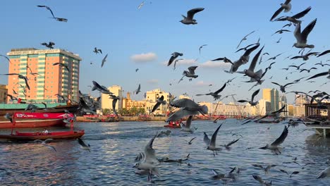 Blick-Mit-Fliegenden-Möwen-In-Bur-Dubai-Dubai-Creek-Im-Alten-Dubai,-Vereinigte-Arabische-Emirate