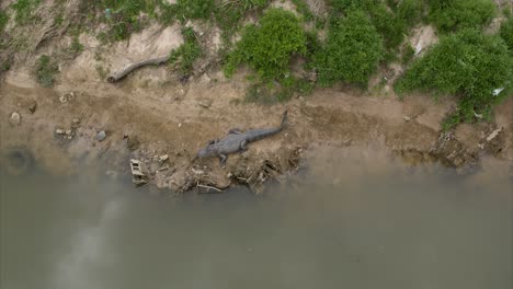 Birds-eye-view-of-alligator-on-embankment-of-the-Buffalo-Bayou-near-downtown-Houston,-Texas